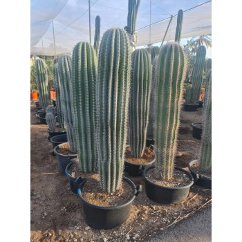 Cactus ejemplar